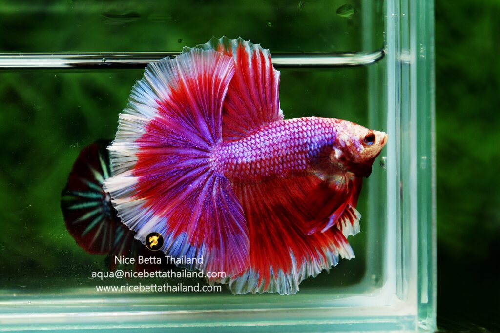 Betta fish