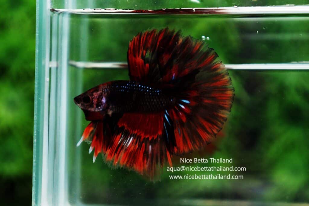 Betta Fish Feeding Instructions 