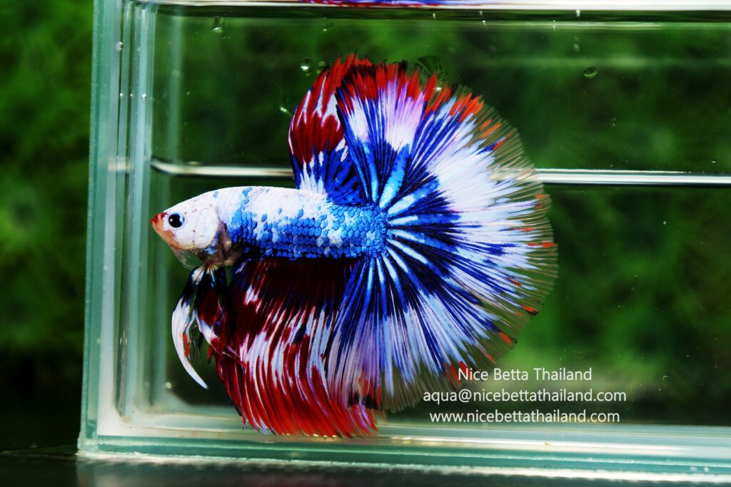 Betta fish