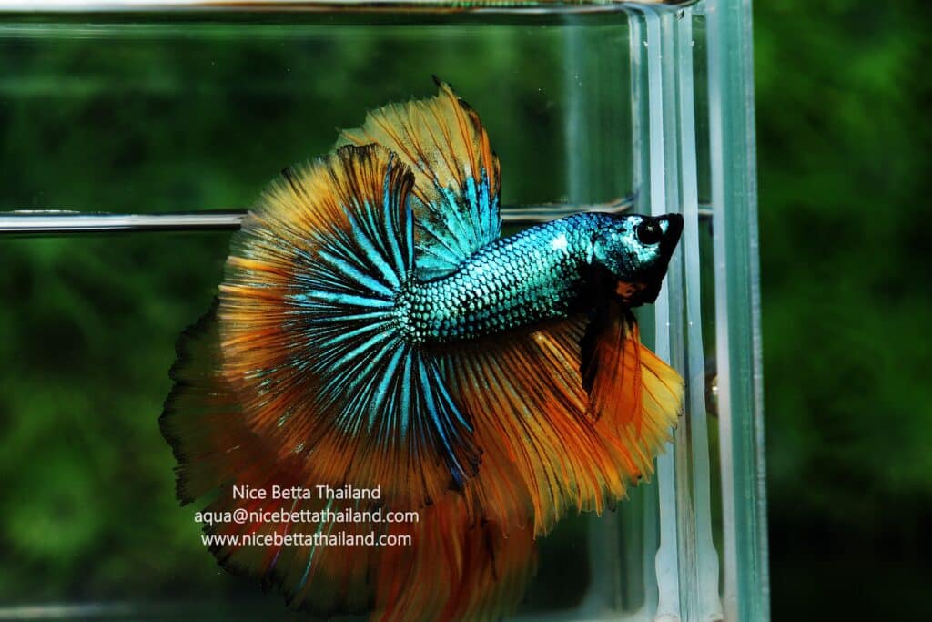 Betta fish Thailand