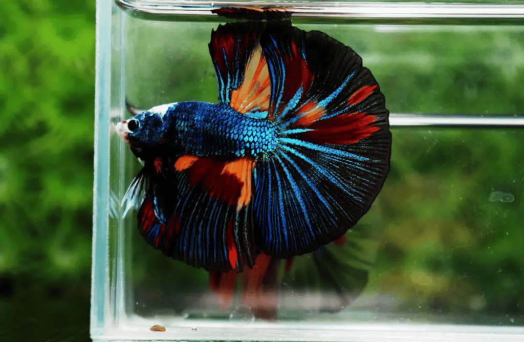 Betta fish for sale