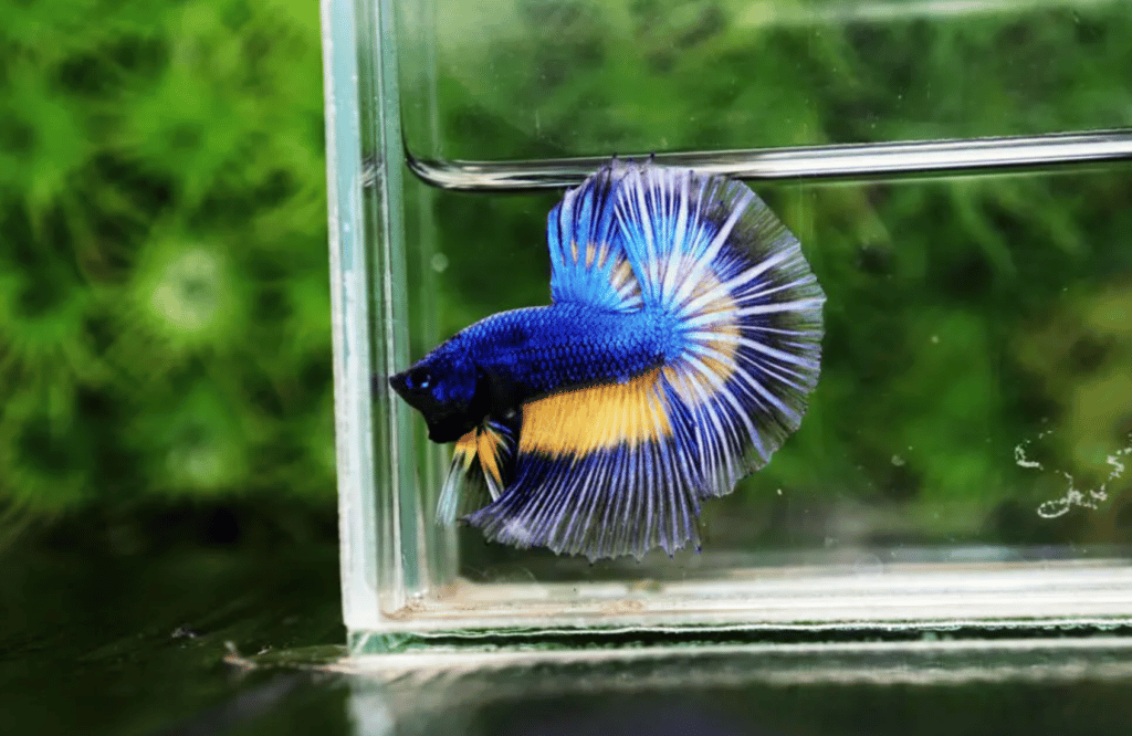 Betta fish for sale
