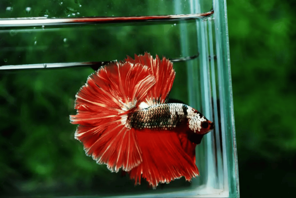 Betta fish for sale
