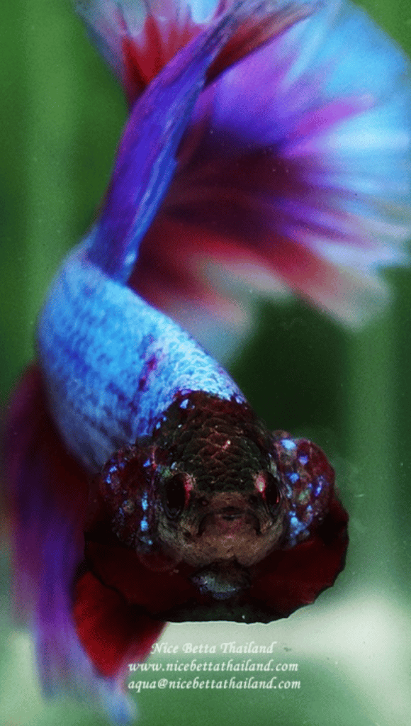 Betta fish for sale