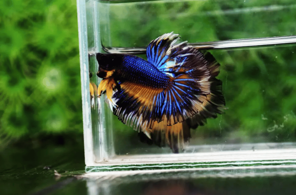 Betta fish for sale