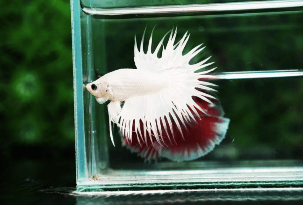 Betta fish for sale