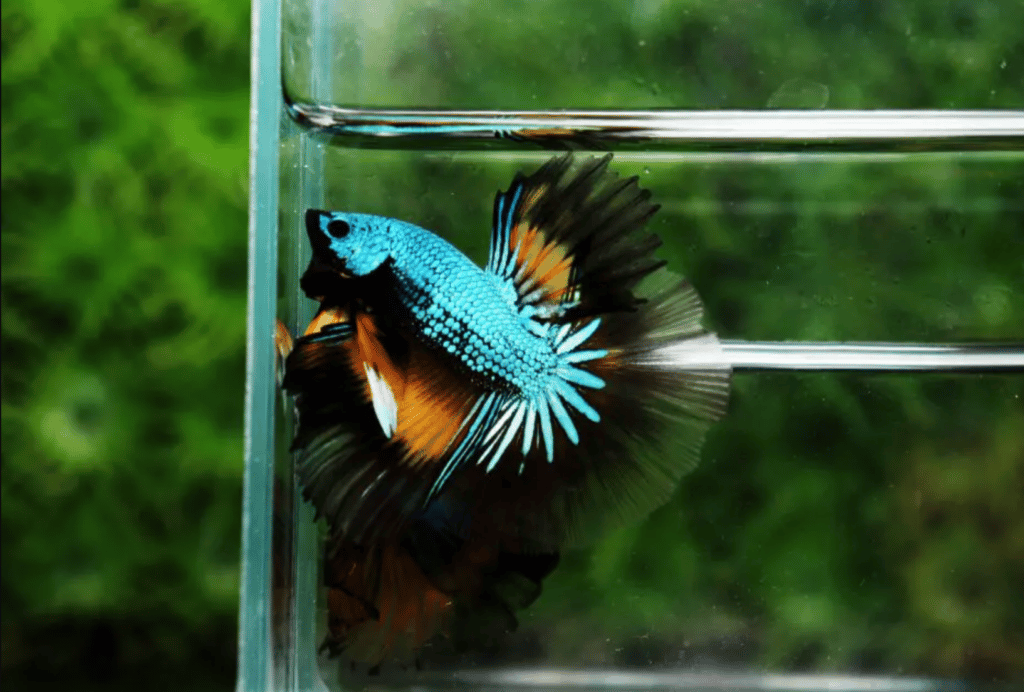 Betta fish for sale