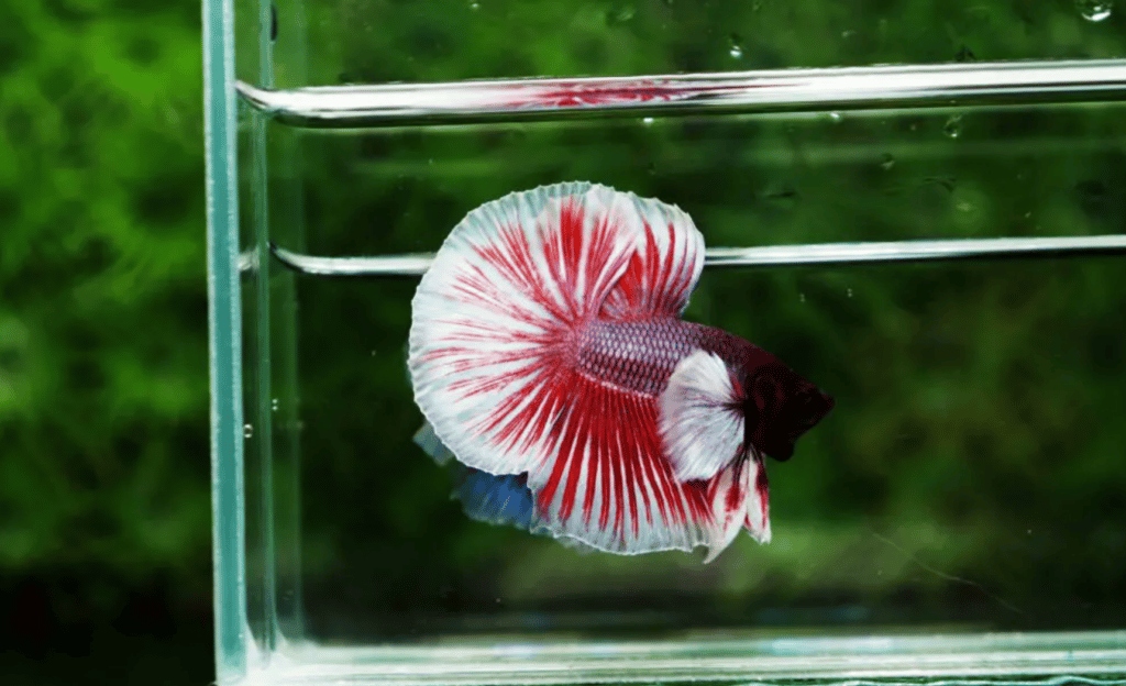 Betta fish for sale