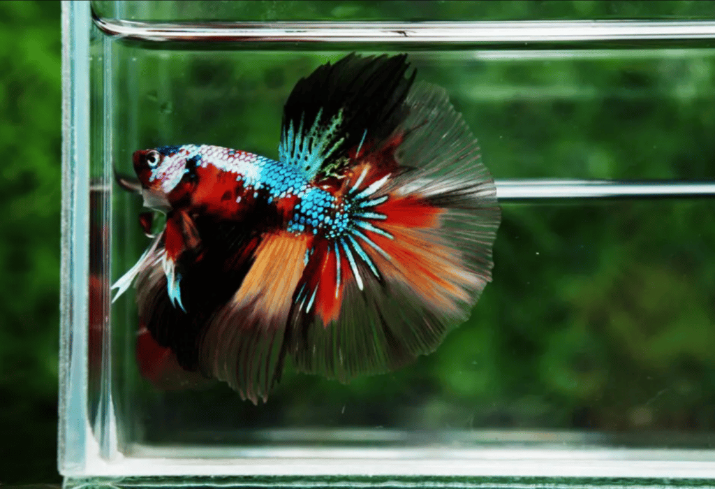 Betta fish for sale