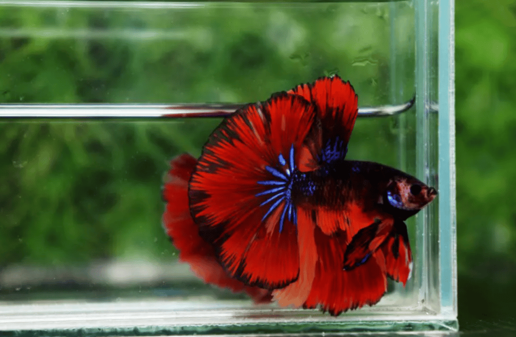 Betta fish for sale