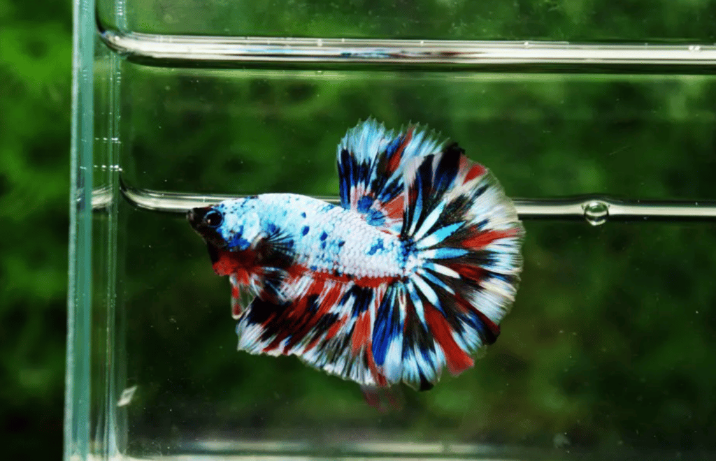 Betta fish for sale