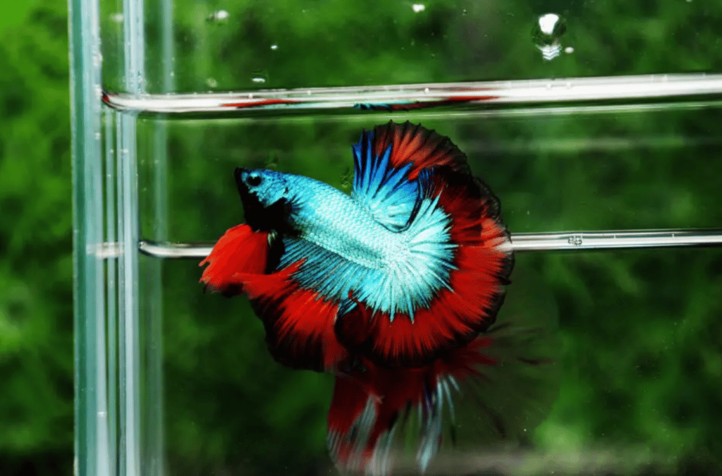 Betta fish for sale