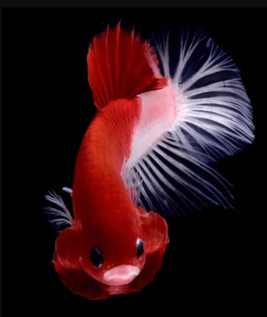 Betta fish for sale