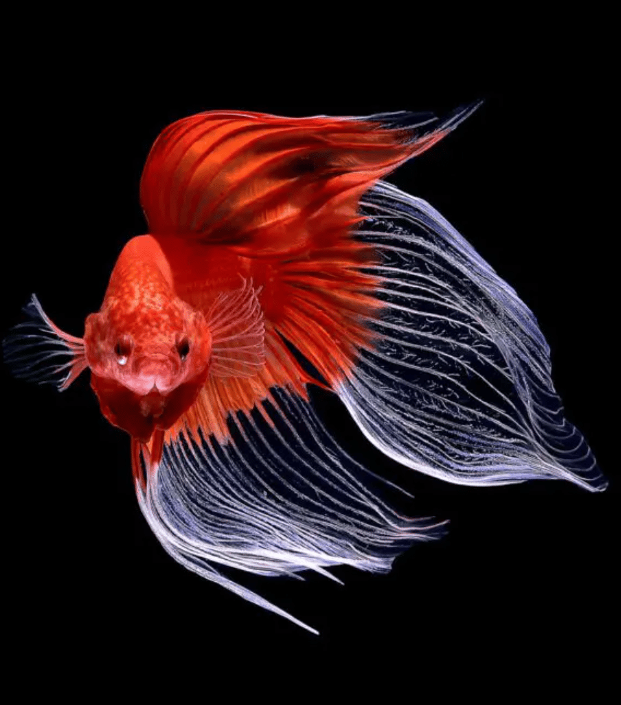 Betta fish for sale
