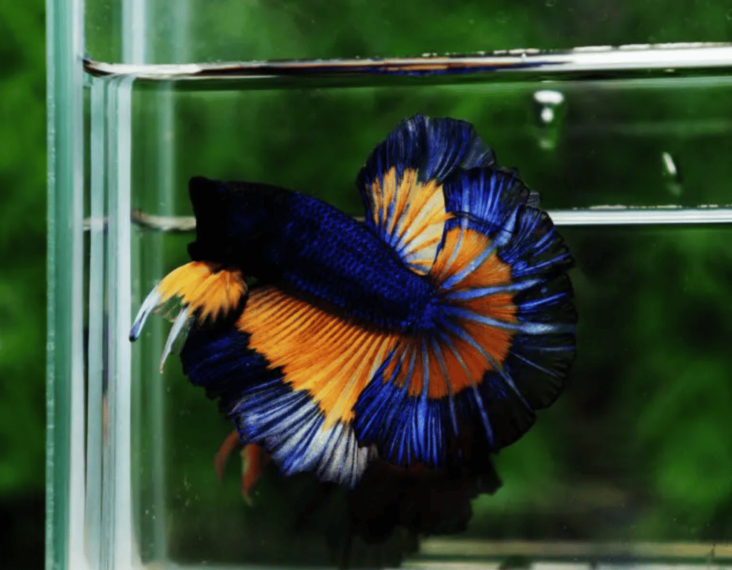 Betta fish for sale