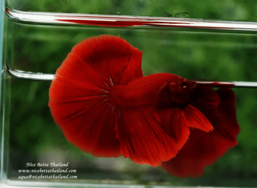 Betta fish for sale