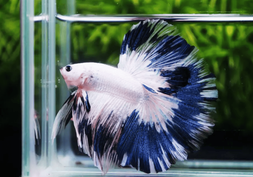 Betta fish for sale
