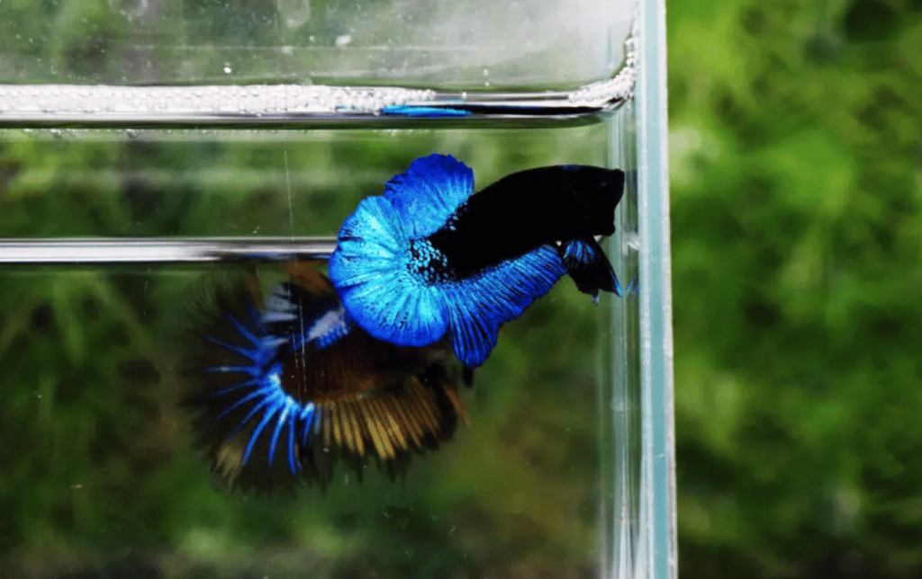 Betta fish for sale