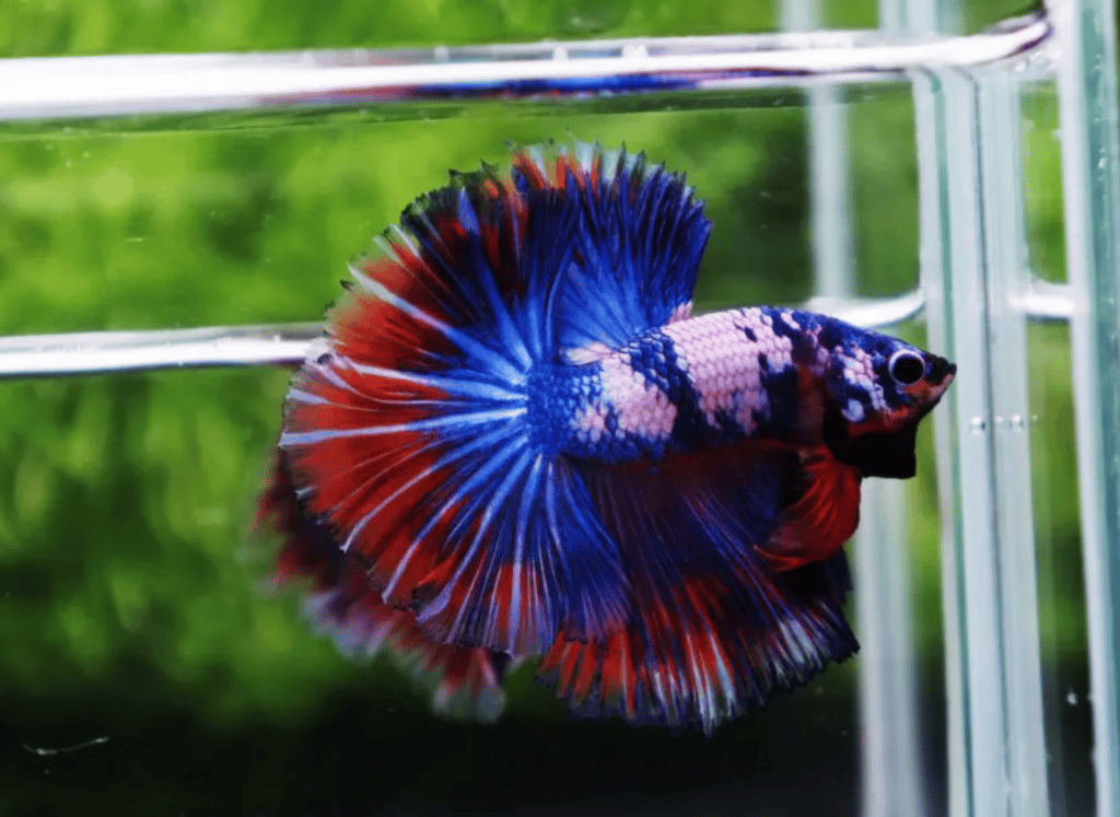 Betta fish for sale