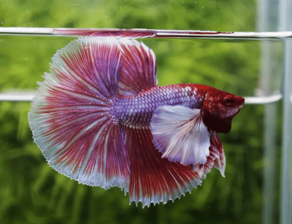 Betta fish for sale