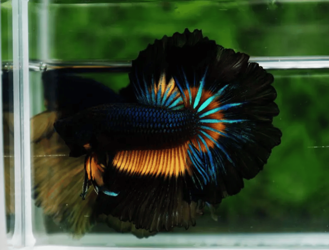 How to Keep a Betta Fish Alive for 4 Years