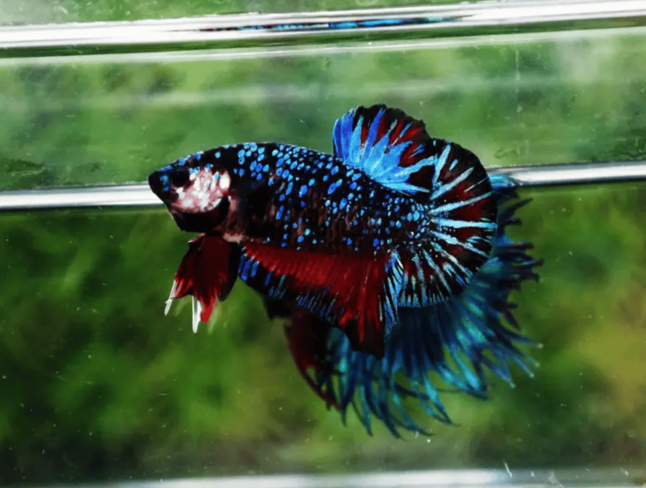 Do Betta Fish Like Light?