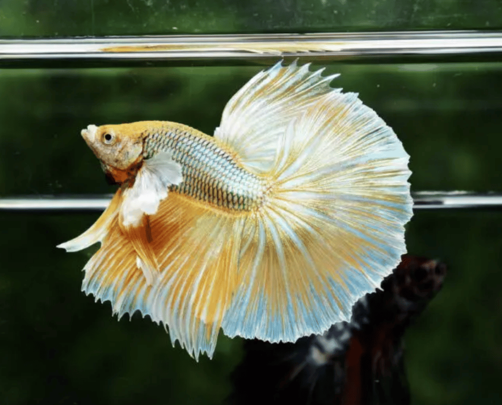 Betta fish for sale