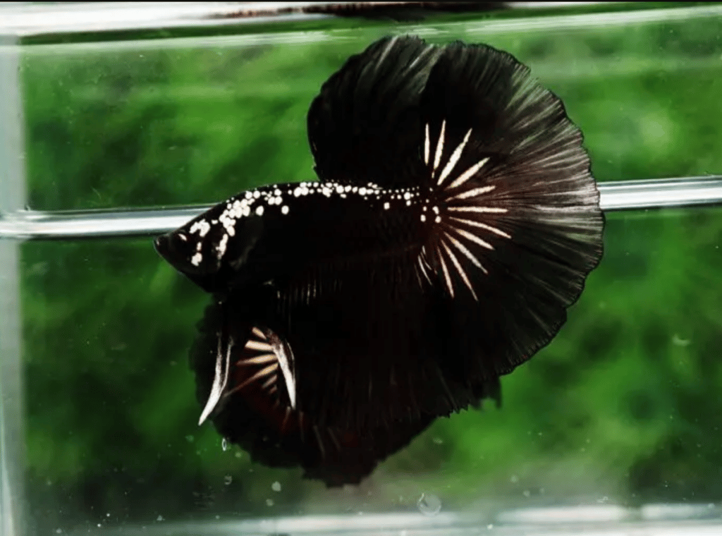 Betta fish for sale