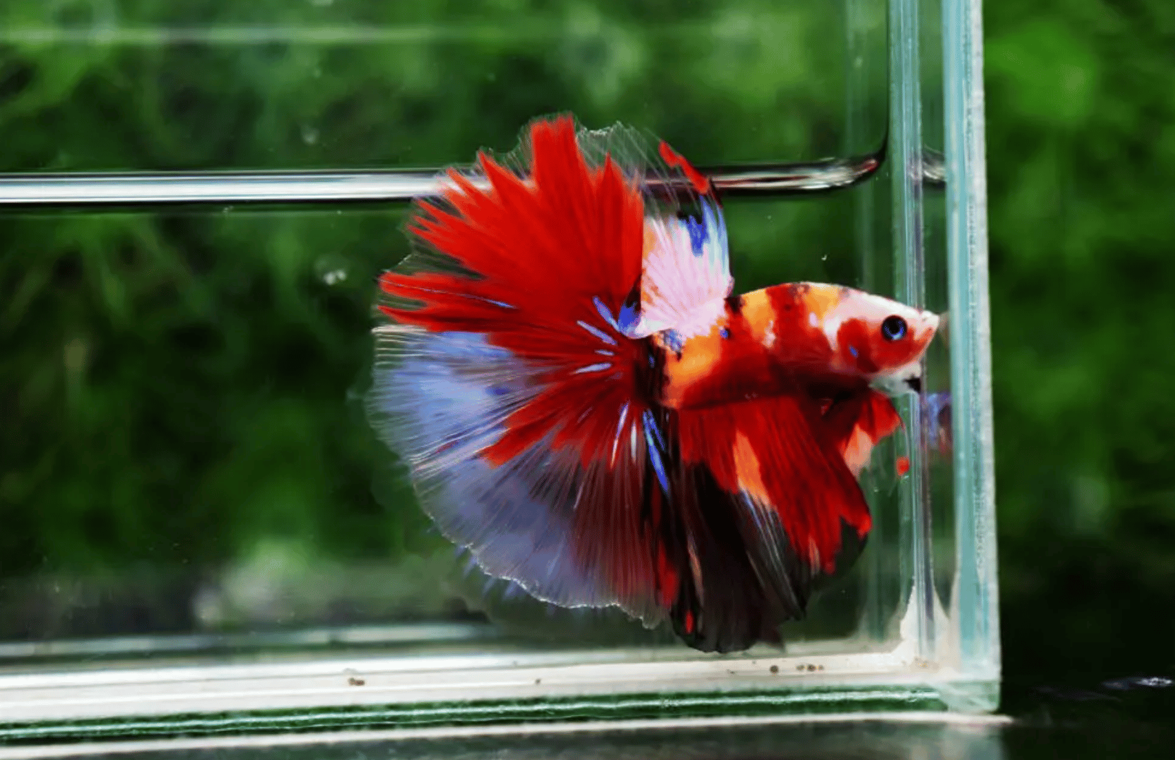 Betta Fish Feeding Instructions Nicebettathailand betta-fish-feeding-instructions-nicebettathailand