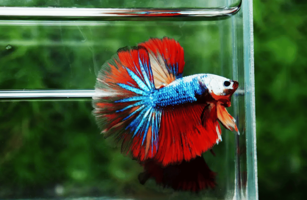 Betta fish for sale