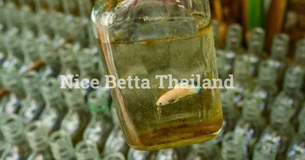 Betta fish in jar