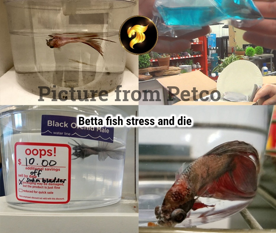 Betta fish stress and die