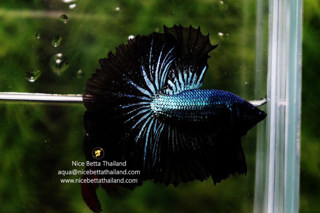 Black betta fish