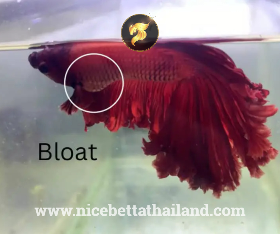 Bloat or Swimbladder Disorder