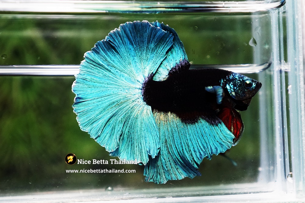 Champions bloodline betta fish number one in the world Nice Betta Thailand