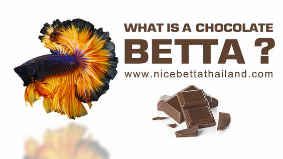 Chocolate Bettas