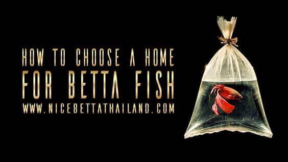 Choose a Home for a Betta Fish: 8 Steps (Pictures)