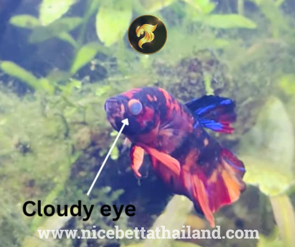 Cloudy eye betta fish