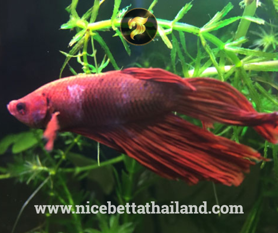 Columnaris betta fish