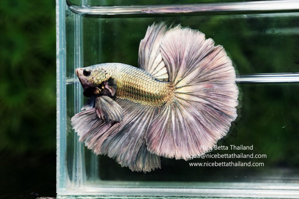 Copper betta fish