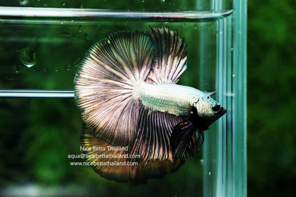 Copper betta fish