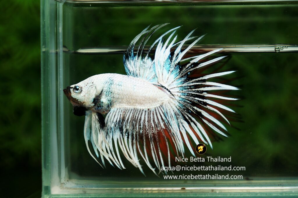 Crowntail betta fish