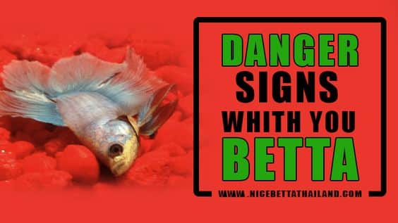 Danger Signs With Your Fishes