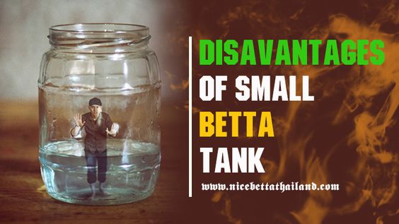 Disadvantages of Betta Fish Bowls