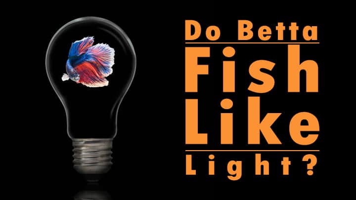 Do Betta Fish Like Light