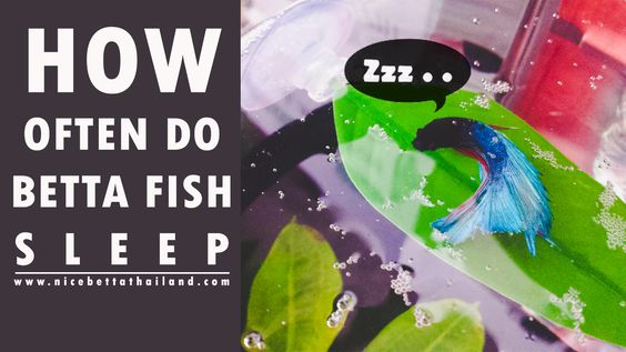 Do Betta Fish Sleep