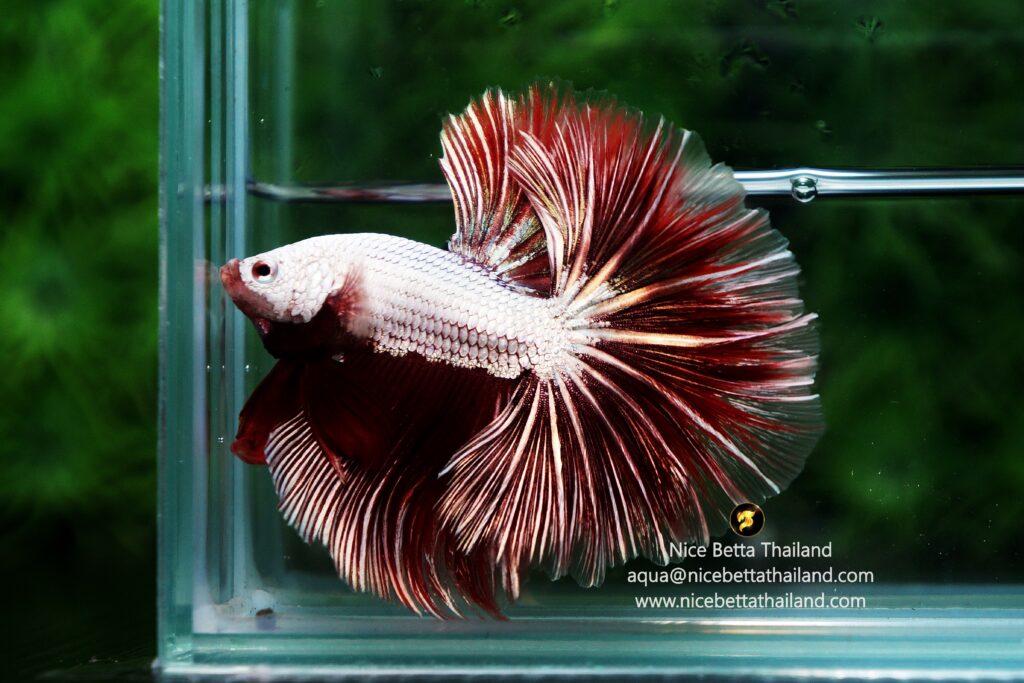 Dragon betta fish