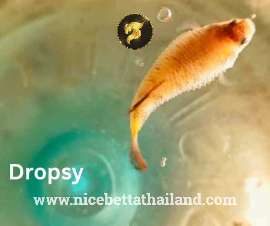 Dropsy betta fish