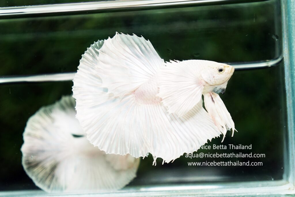 Dumbo betta fish from Nice Betta Thailand