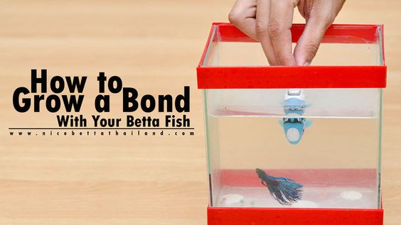 Expert Reviewed How to Grow a Bond With Your Betta Fish